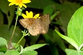 HESPERIIDAE, (Pyrginae), Ocyba calathana